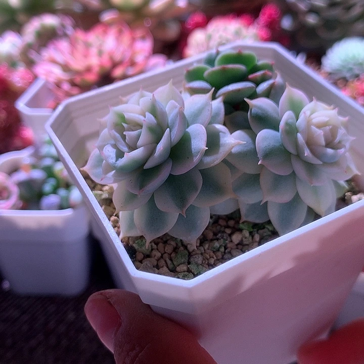 光环覆轮锦有根有