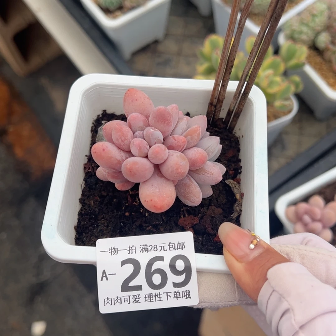 汤圆多肉多肉多肉多肉