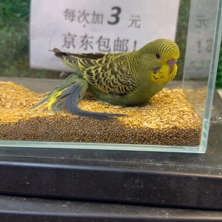 虎皮鹦鹉大头虎皮鹦鹉