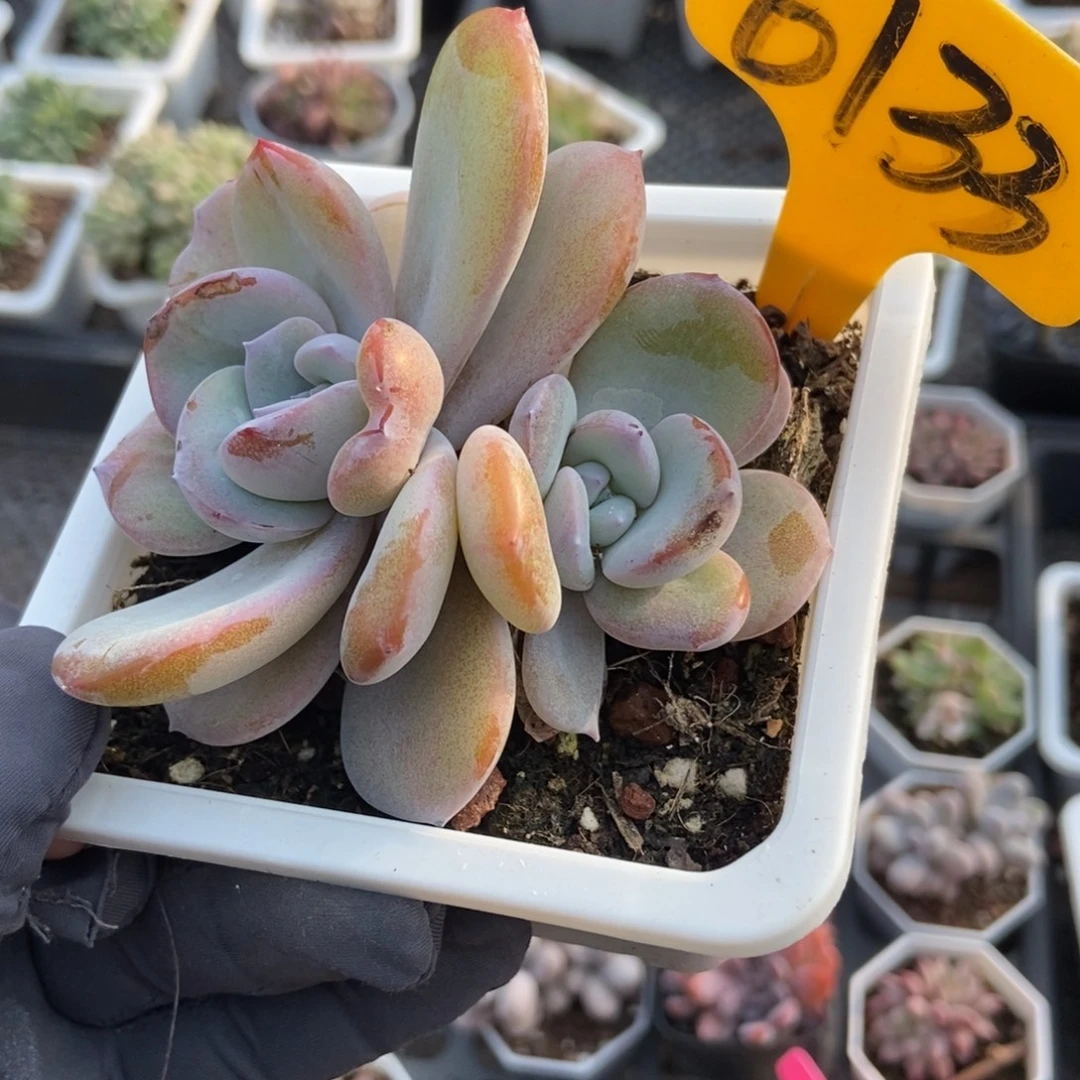 6133奶茶多肉植物3867