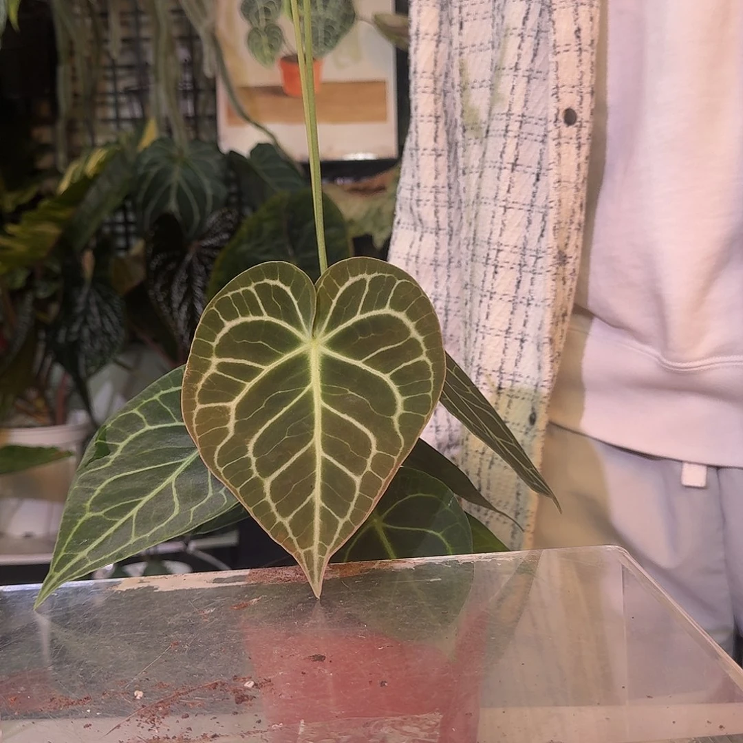 不开花植物C293克莱恩