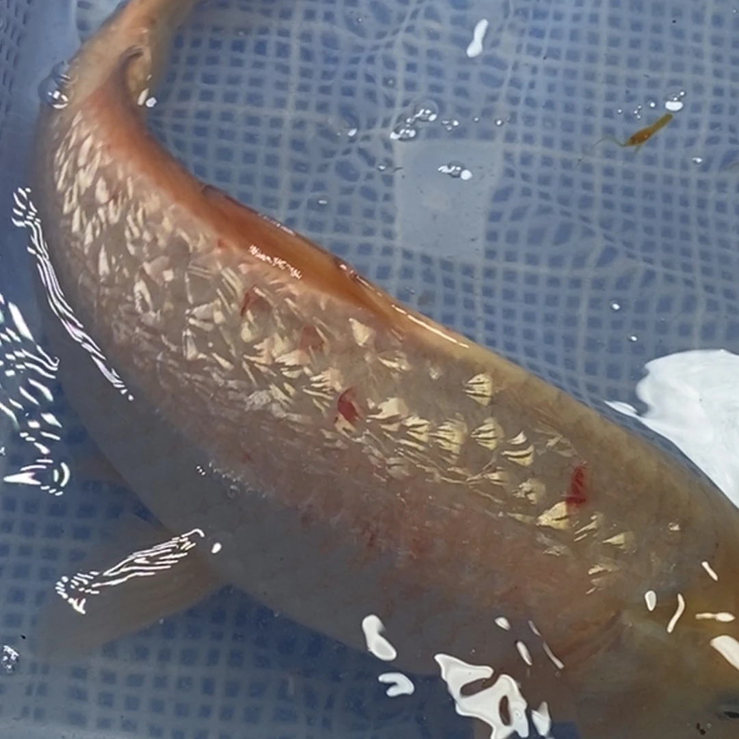 锦鲤冷水锦鲤包邮