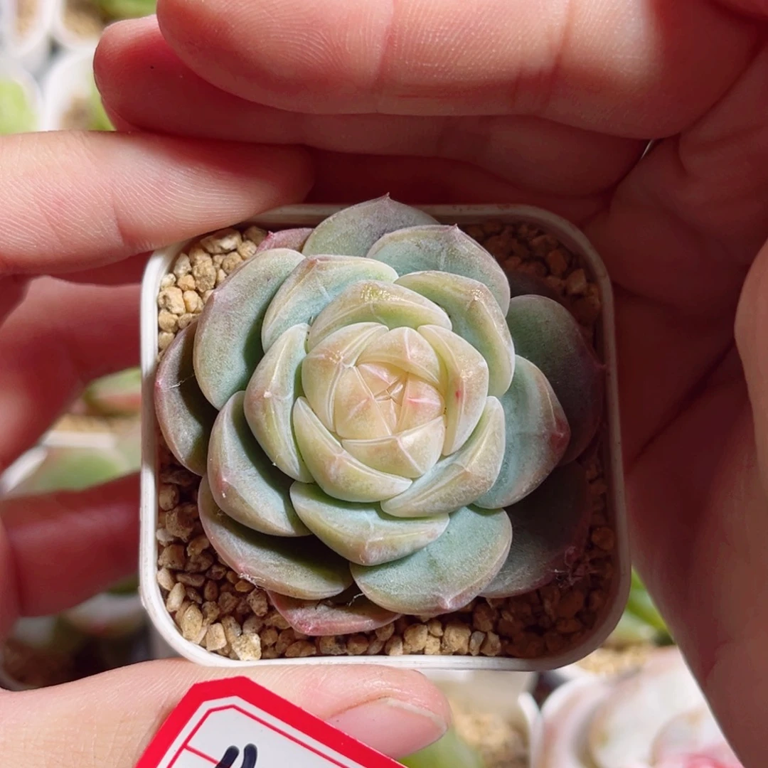 B828 一物一拍 韵白