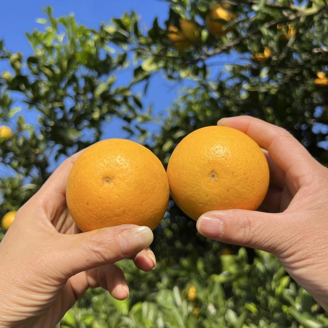 湖南永兴种植冰糖橙