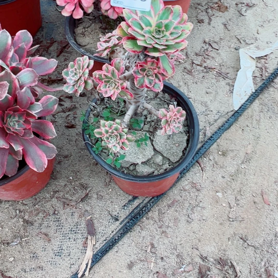 563微锦锦多肉植物法师