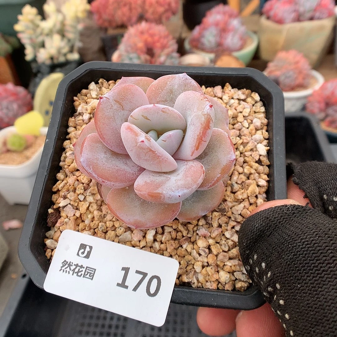 170奶茶多肉植物666