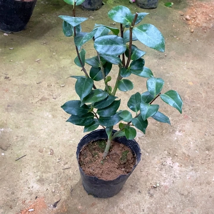 友之浦。  一物一拍