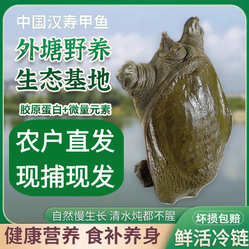 外塘生态甲鱼 精品老鳖 冷链包邮包活