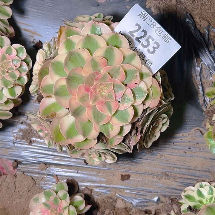 2253倾城多肉植物保护