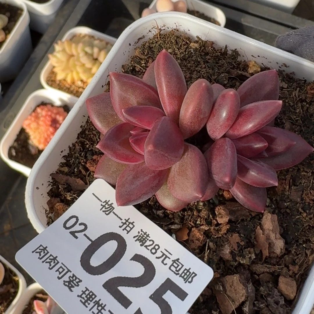 迷雾泡泡无盆土发货无盆