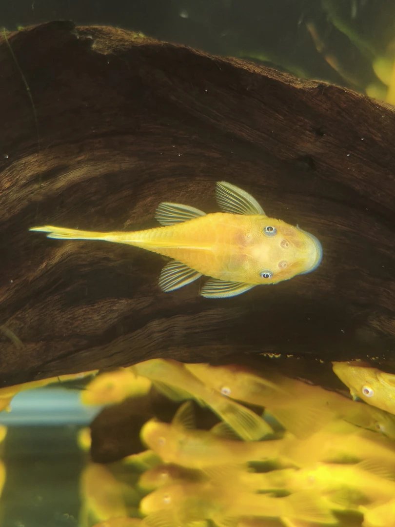 黄金大胡子3cm+，拍2发3，其中1条为备损，额外再送2条蝶翼斑马