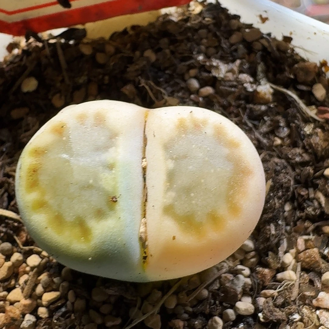 生石花23/：/。  132