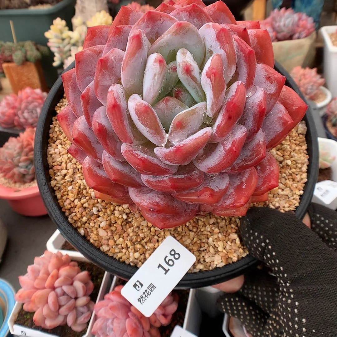 168梦露多肉植物6666