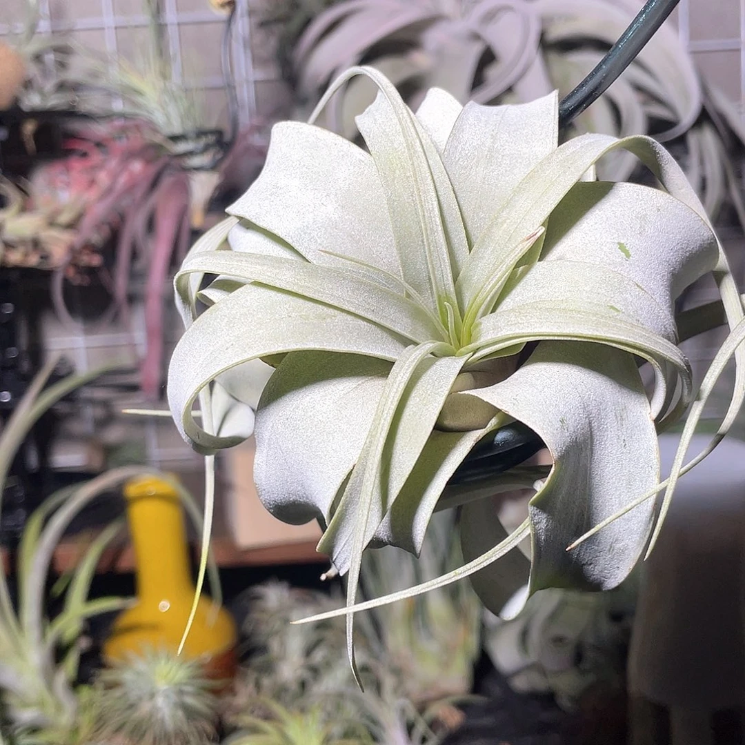 霸王54号空气凤梨