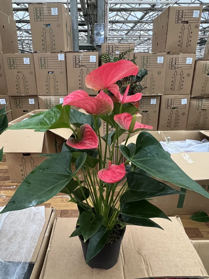 【150大粉掌荣光】花卉室内绿植净化空气四季开花