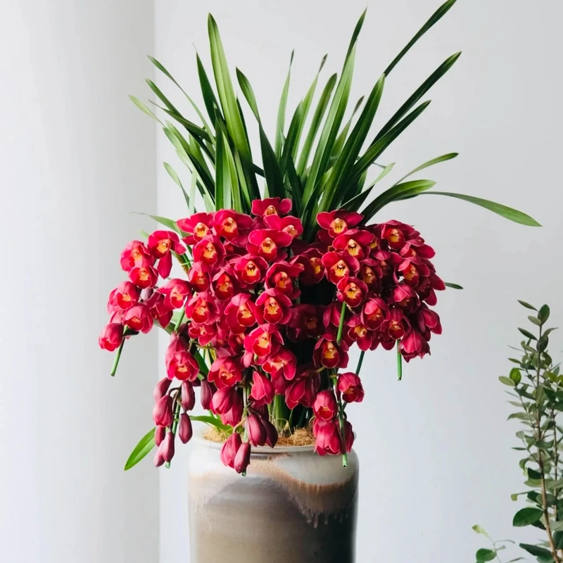 桌面金边大红袍 大花惠兰 5支花剑 室内年宵花