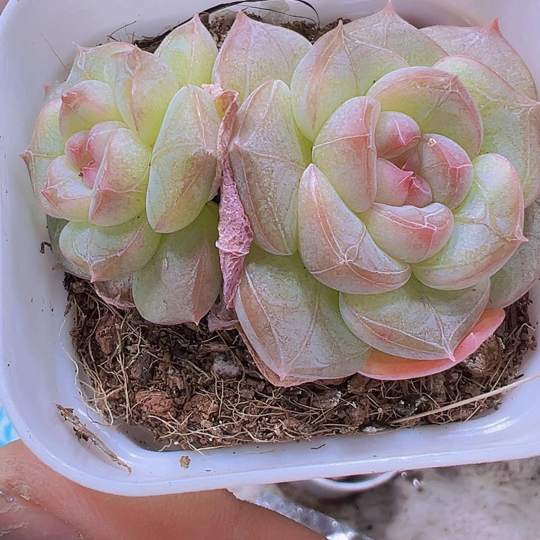 纹星珍妮双头19包邮多肉