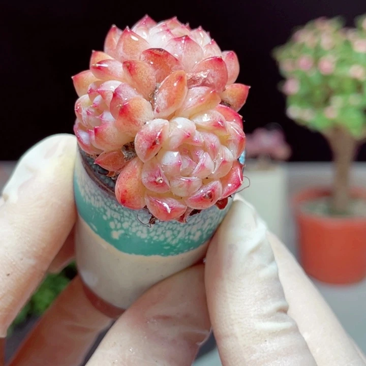 天之蓝样品1颗带盆发货1号