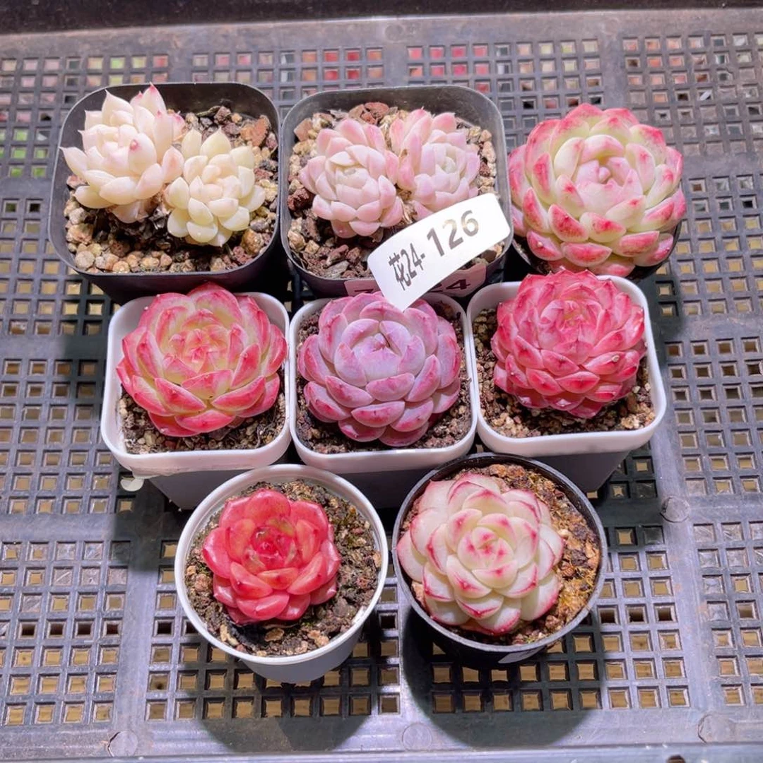 花24-126框拍多肉8颗