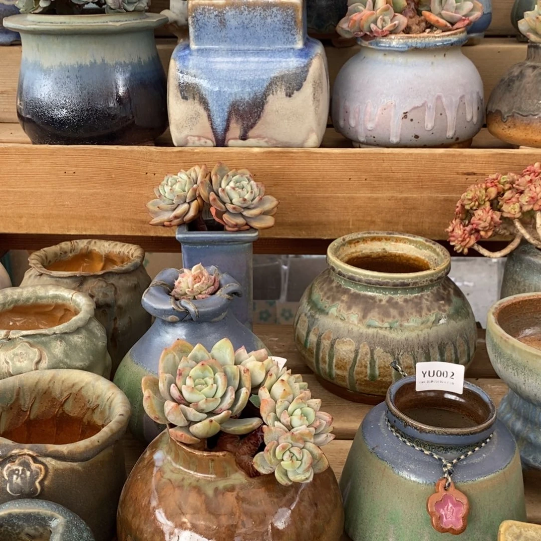 粗砂花盆楠*姐寄养时间3个半小时