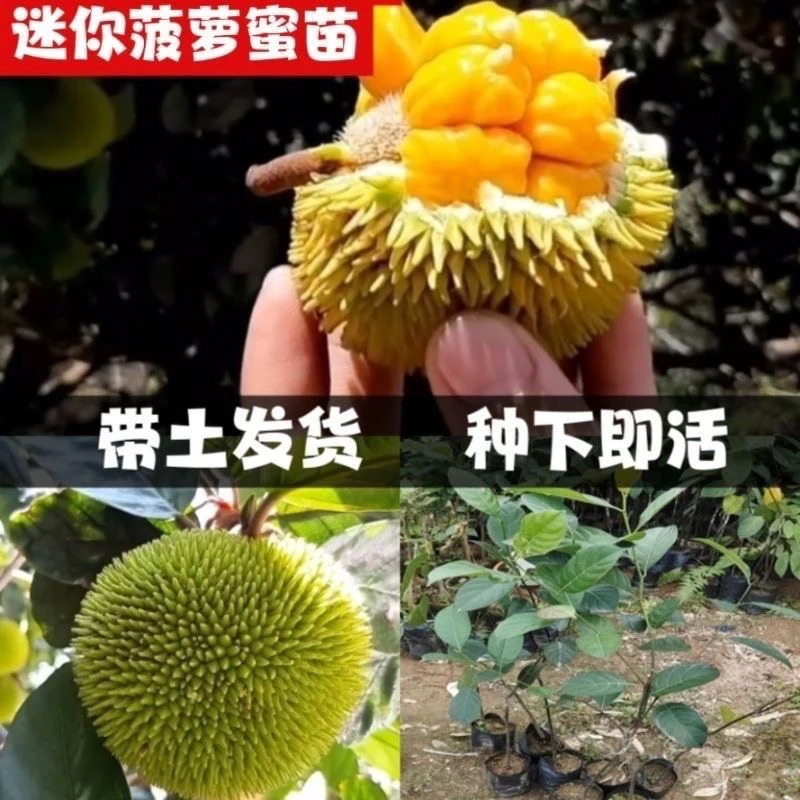 新品泰国董丽榴莲菠萝蜜苗新品种嫁接果树榴莲菠萝蜜带土南方带叶
