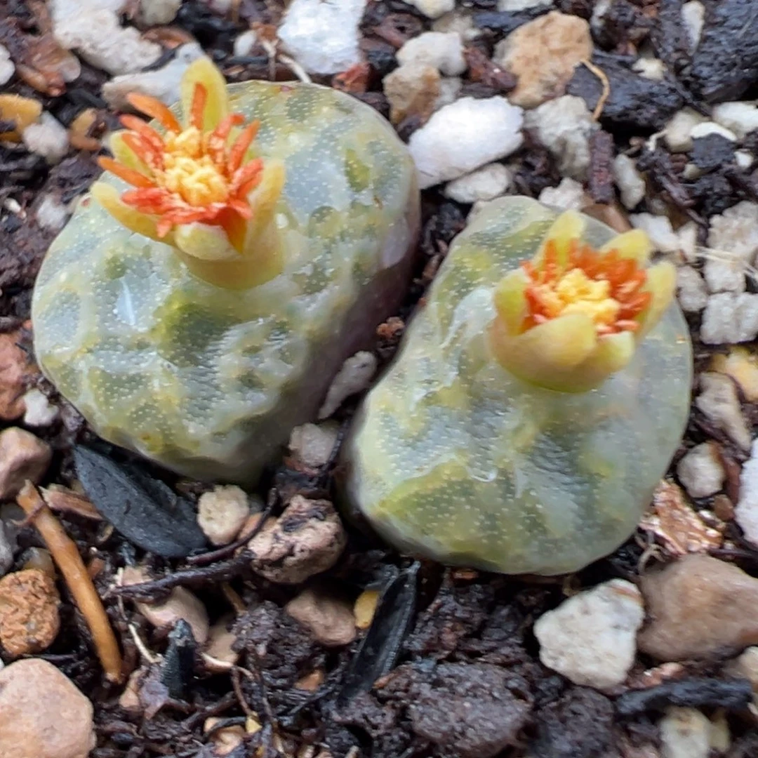 9.24好看的多肉脱土发货328