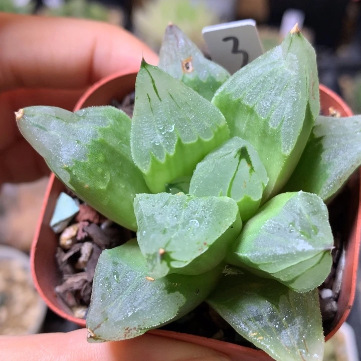 冰城寿带盆土发货momoj