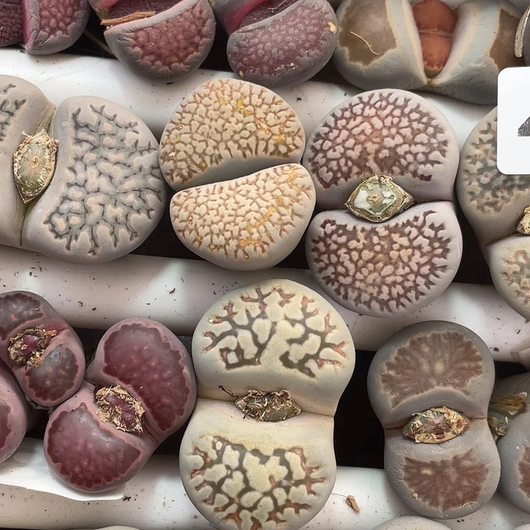 大*恋生石花4颗491000