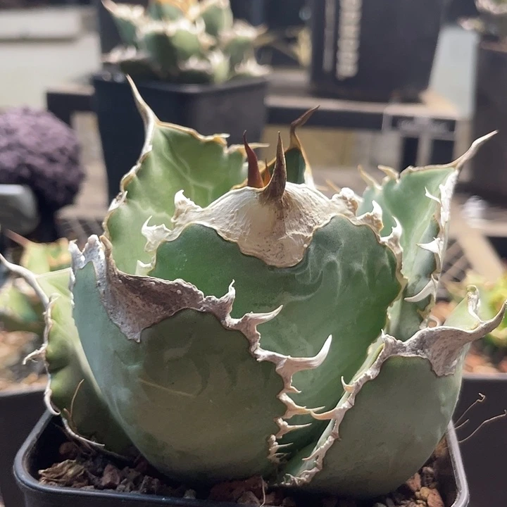 野二头盖888888888