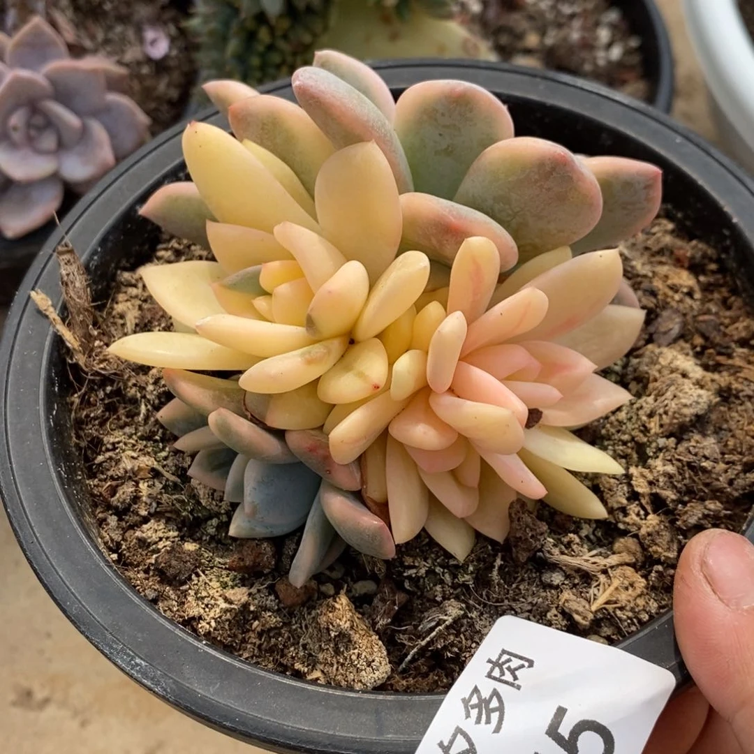 小七夕多肉梦露锦45