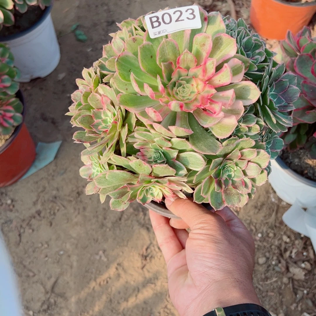 023孔雀翎多肉植物法师多肉