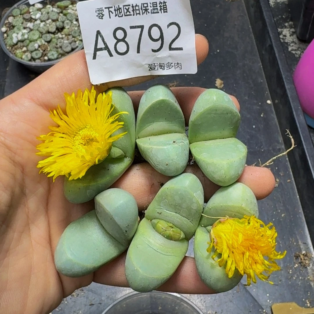 8792––零下地区需拍保温箱