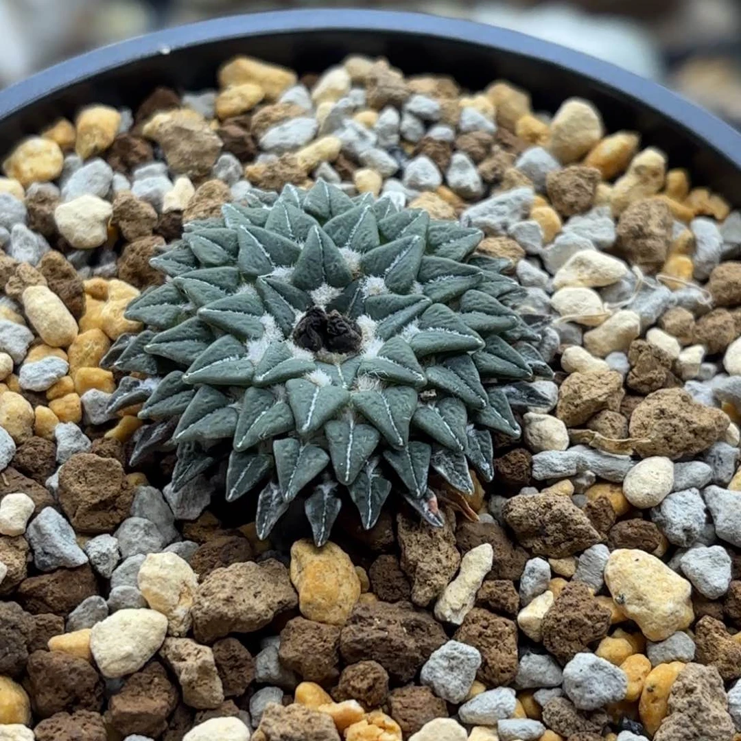 实生姬牡丹带盆包邮