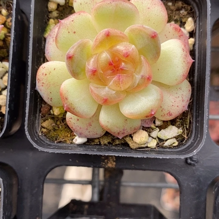 1023  多肉 11111.26