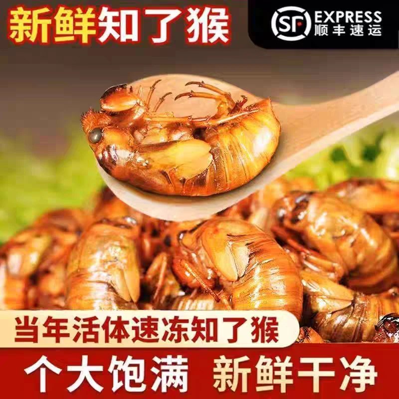 2025新货新鲜大个头知了猴爬叉速冻美味高蛋白