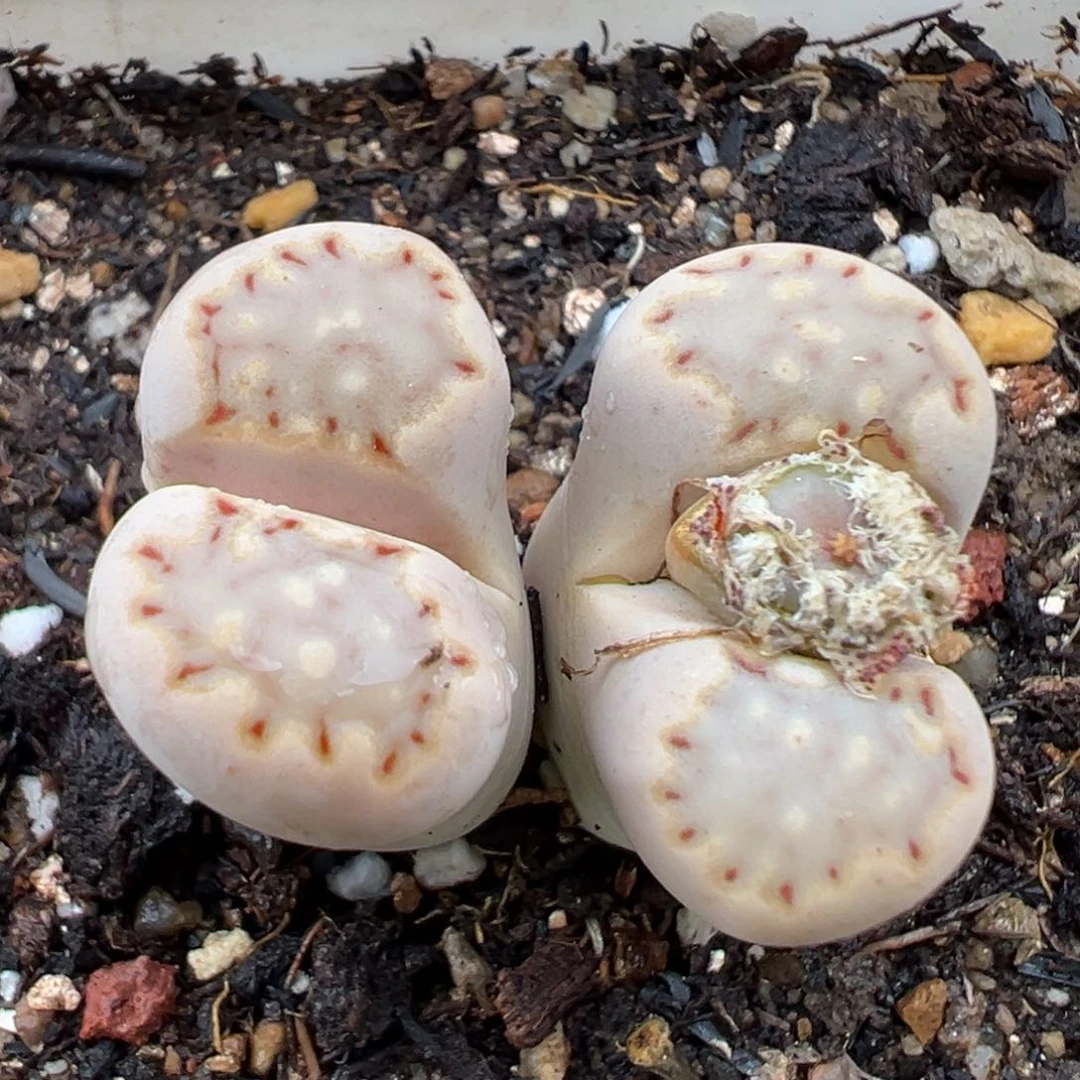 红****2.22好看的多肉209