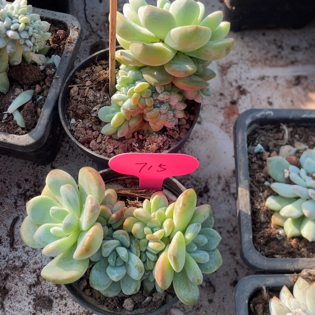 噗****冰玉群生两个一组715