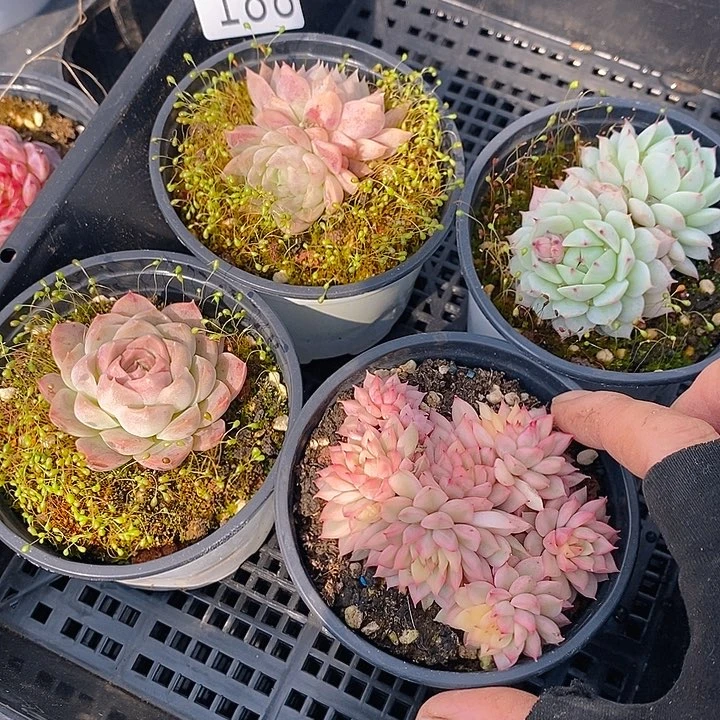 188 多肉植物盆栽花卉盆栽