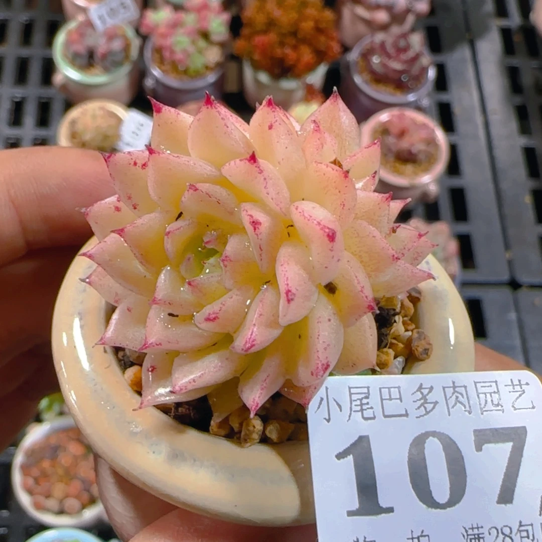 AH小尾巴5CM迷你拇指盆栽精控多肉107