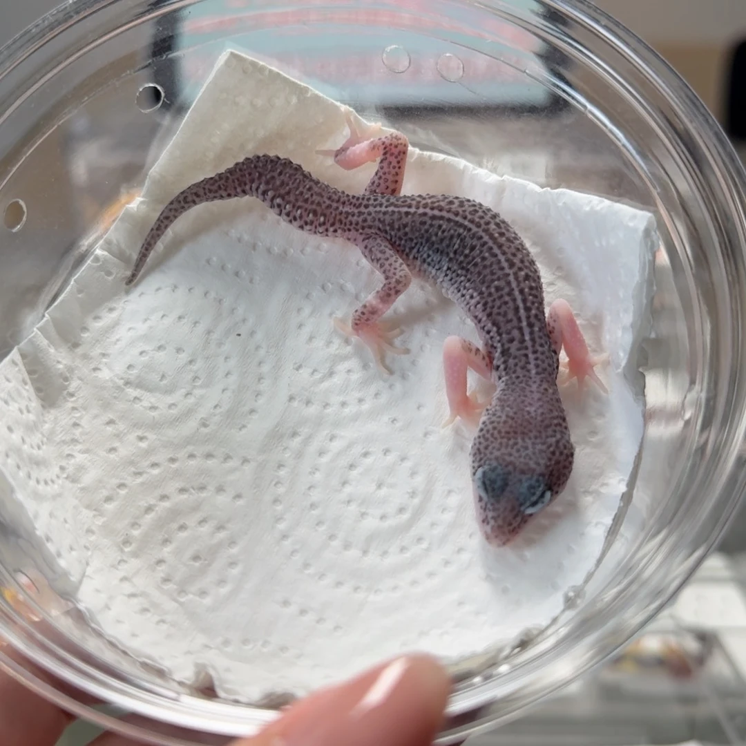 豹纹守宫超级雪花母温尾巴弯曲