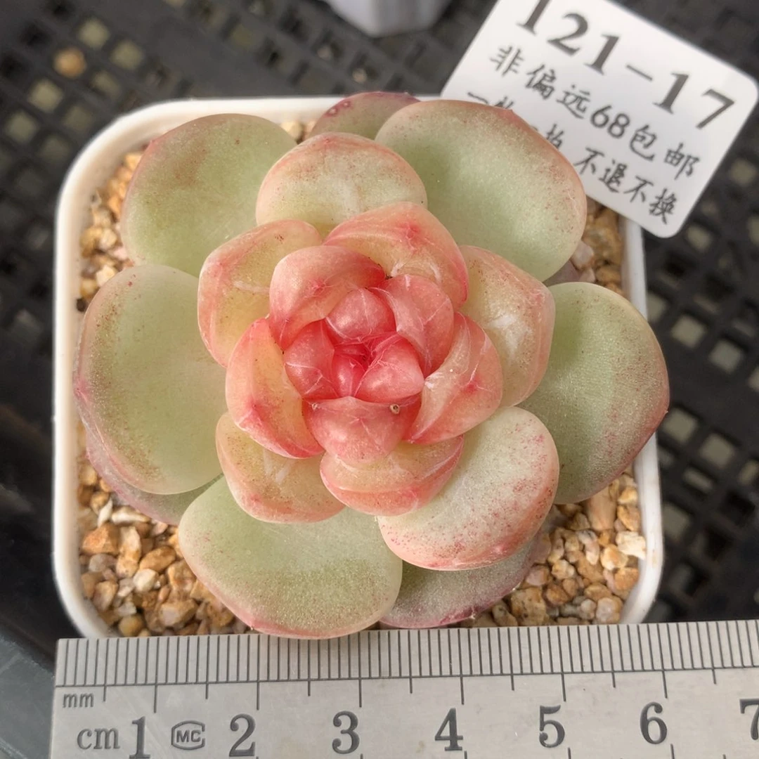 17。果糖。珍妮糖心。