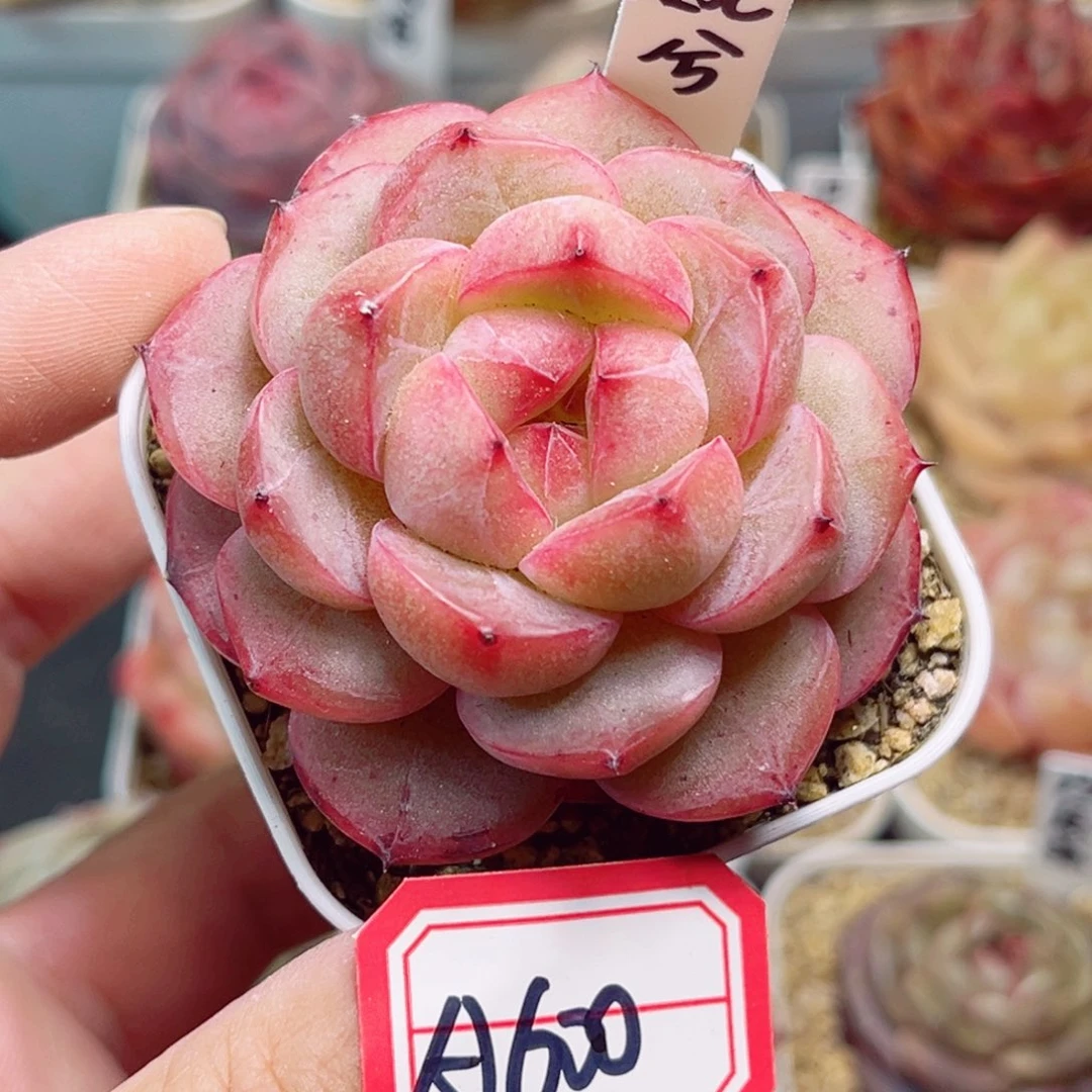 A600一物一拍 婉兮