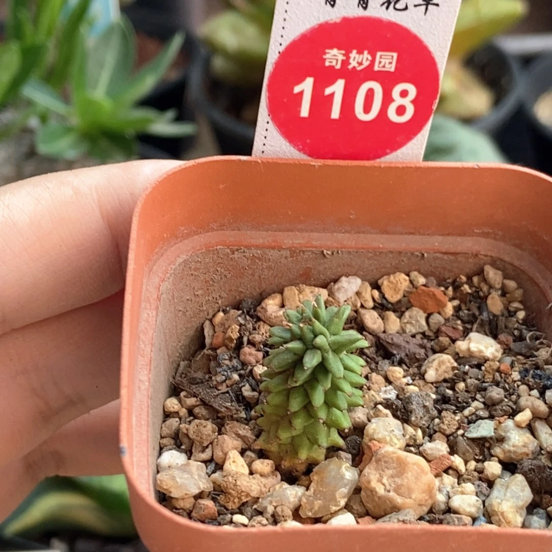 自根海胆大戟一颗仙人球