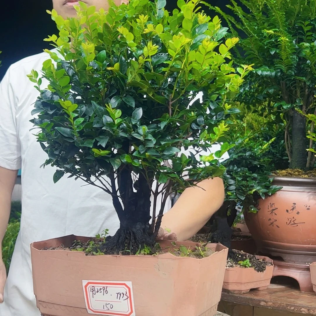 无花朵用****3广东小叶紫檀