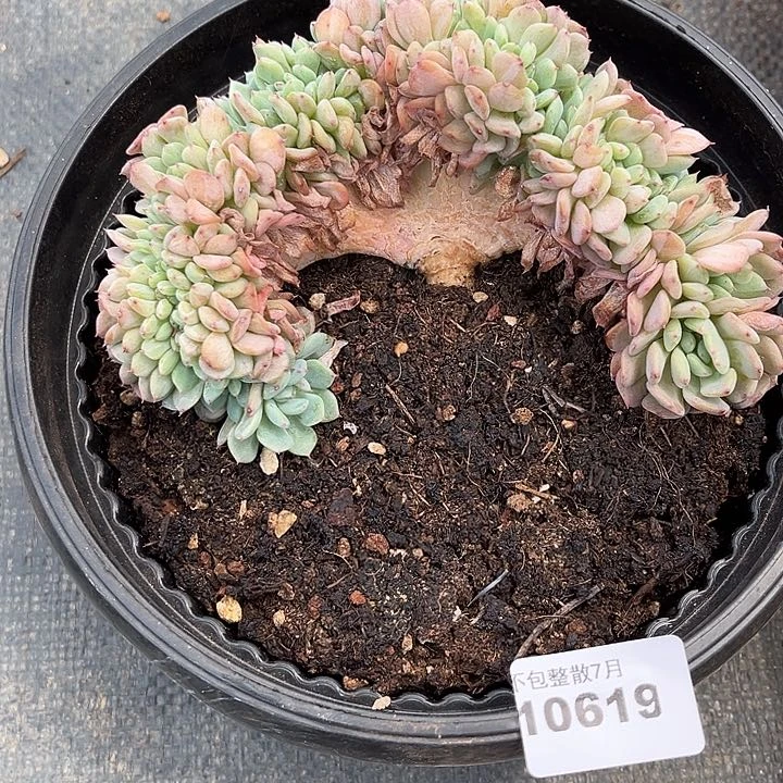 阿雅园艺。      10619白胖子缀