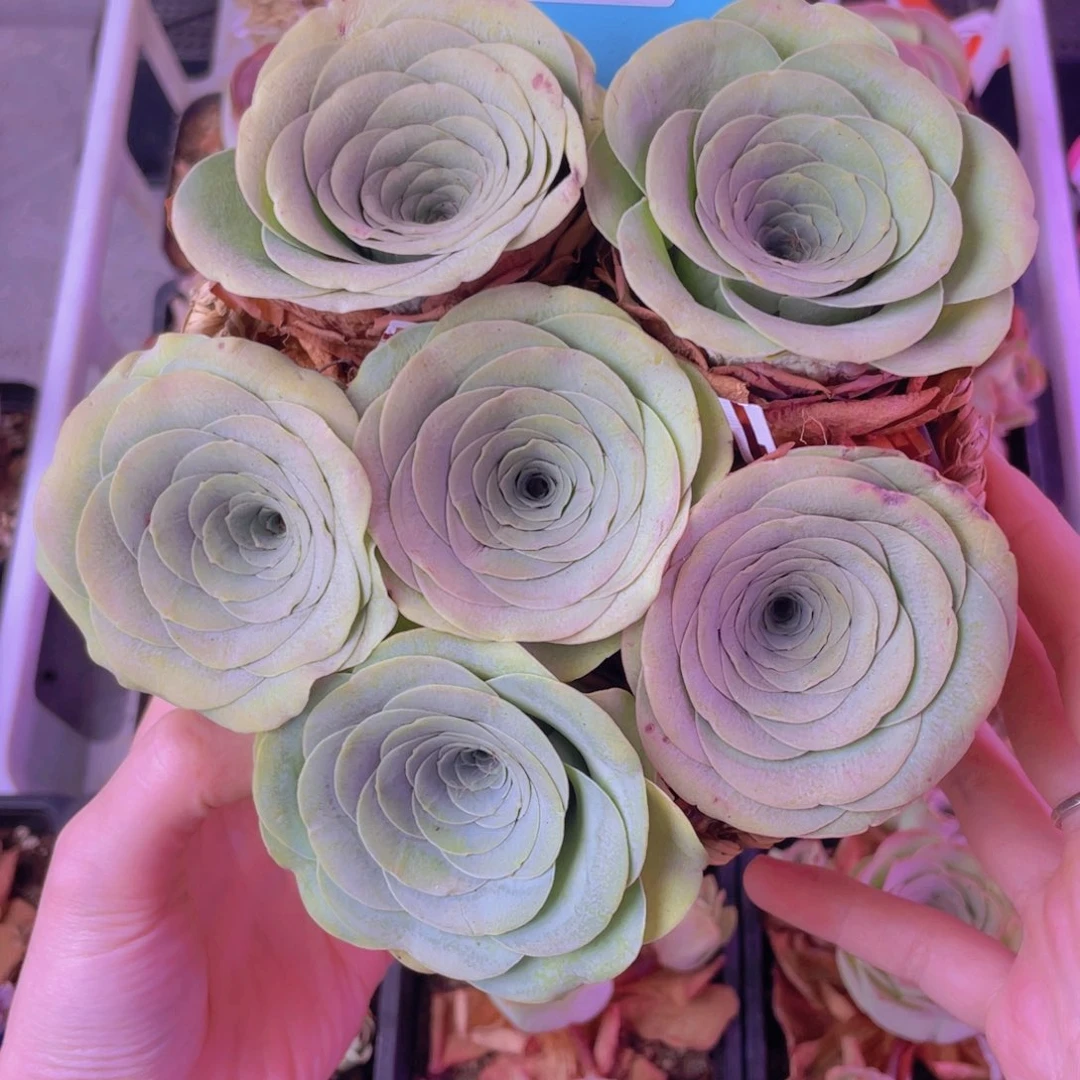 花篮一物一拍673号