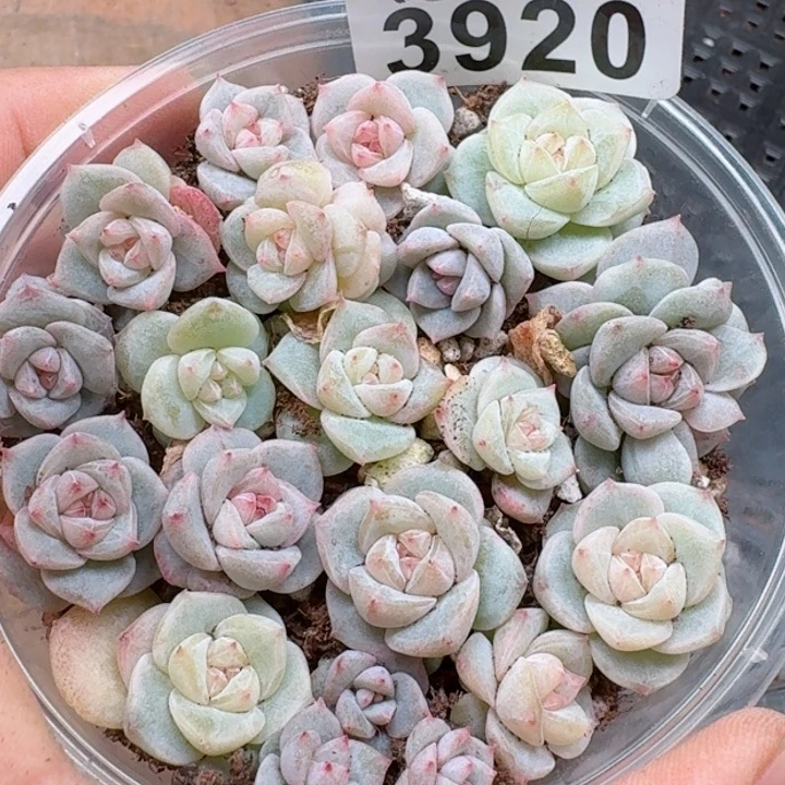 多肉植物多肉植物