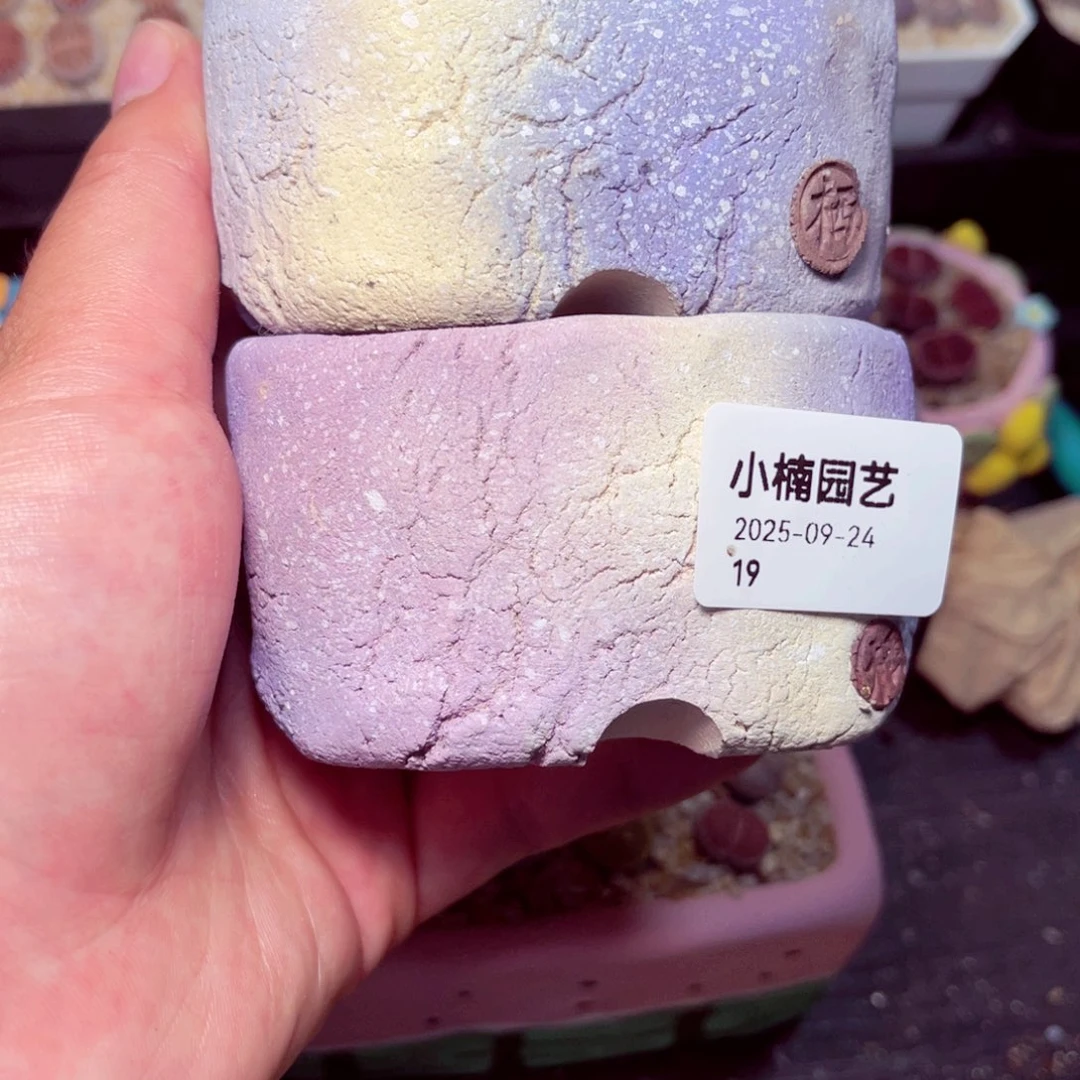 小***豆19号带盆包邮发货