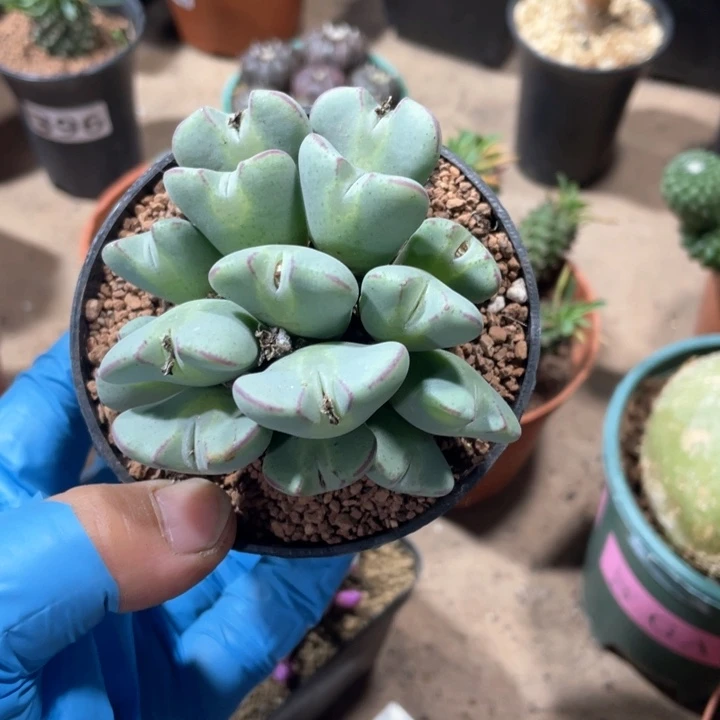 G****x244少将肉椎多头