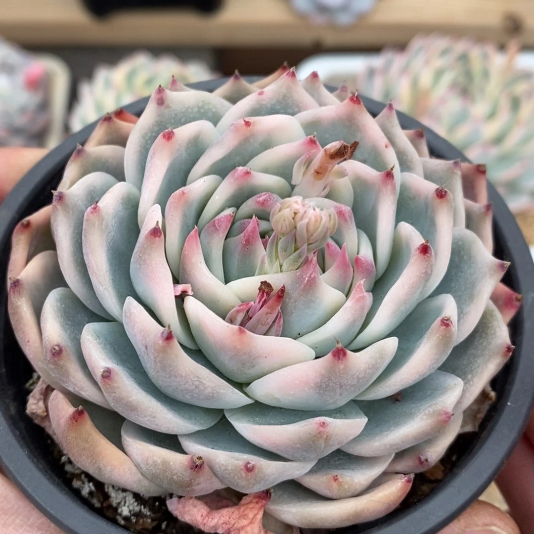 那****r吉娃娃锦多肉植物